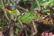 武威云南南滚河保护区首次发现红唇棘蜥