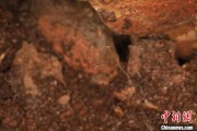 武威江西发现蜘蛛新物种 为研究呵叻蛛属适应区域提供依据